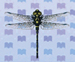petaltail dragonfly