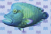 napoleonfish